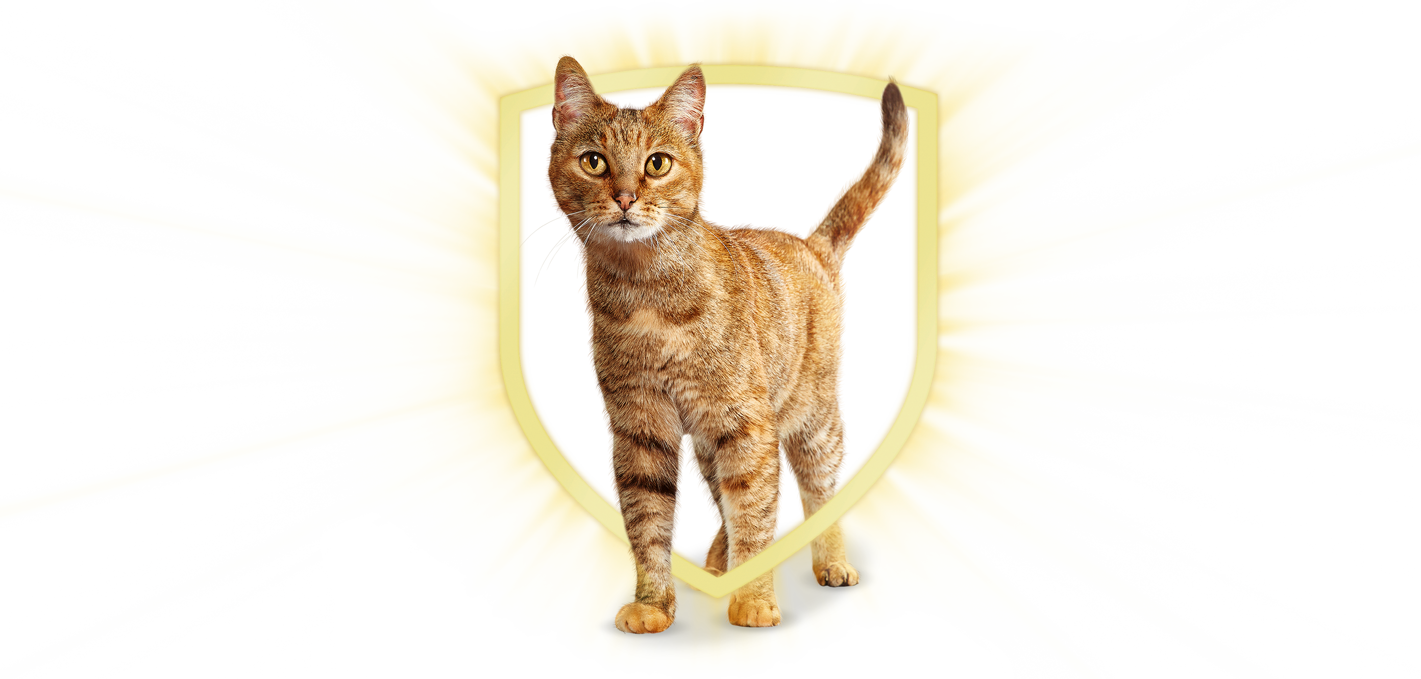purina_cat_chow_cat_shield.png purina_cat_chow_cat_shield.png